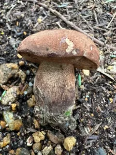 brown-net bolete thumbnail 2