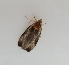 Inornate Olethreutes Moth thumbnail 3