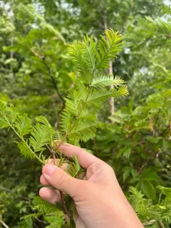 dawn redwood thumbnail 2
