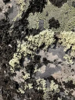 Rippled Ring Lichen thumbnail 2