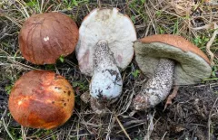 Leccinum fibrillosum thumbnail 2
