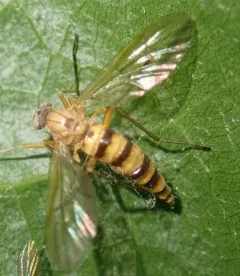 Rhagio gracilis thumbnail 4