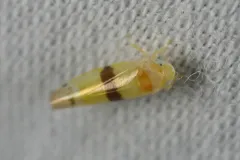 Empoa rubricola thumbnail 4
