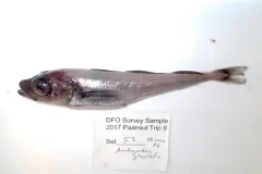 Polar Cod thumbnail 3