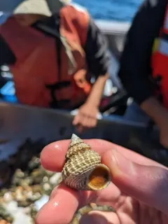 Spiny Topsnail thumbnail 4