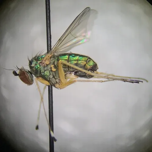 Dolichopus eudactylus