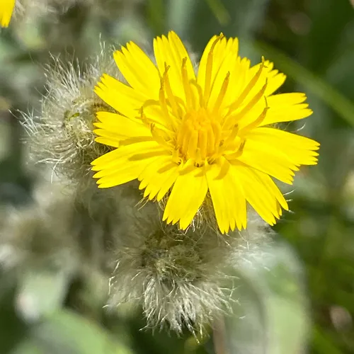 western hawkweed