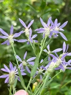 elegant aster thumbnail 2