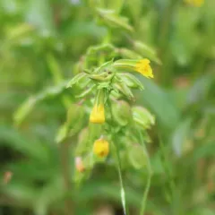 shy monkeyflower thumbnail 2