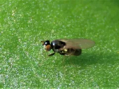 Hydrellia formosa thumbnail 3