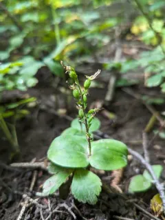 Auricled Twayblade thumbnail 4