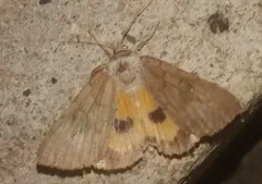Magdalen Underwing thumbnail 1