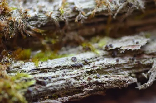 Bacidia lichen