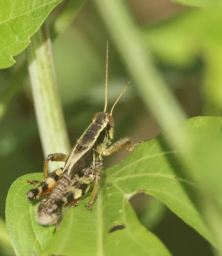 Walsh's Locust