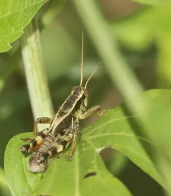 Walsh's Locust thumbnail 1