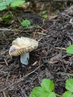 Russula firmula thumbnail 2