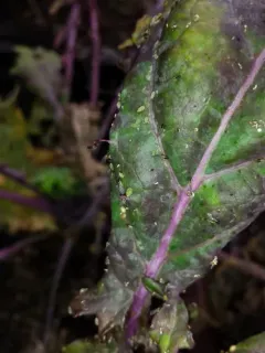 Turnip Aphid thumbnail 1