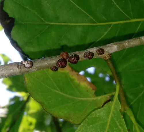 Oak Lecanium Scale