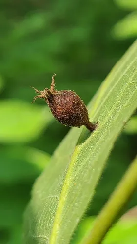 Phylloxera caryaegummosa
