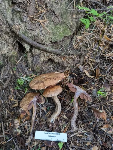 Cortinarius subionophyllus