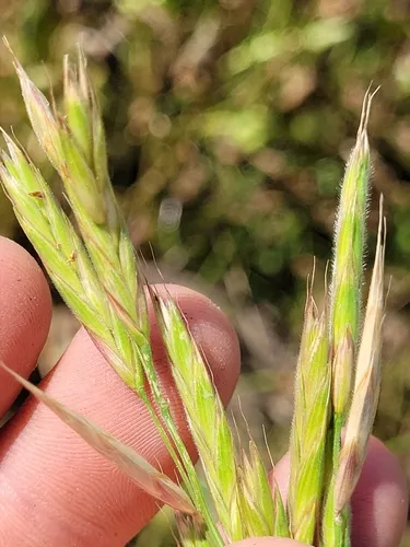 Nodding Brome