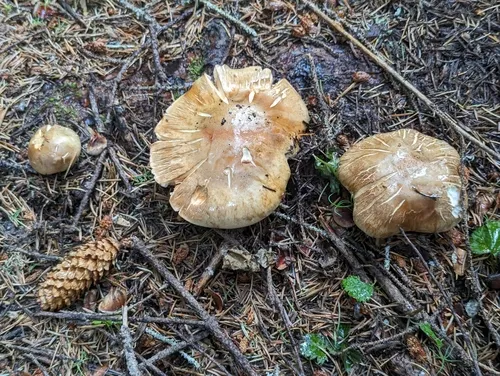 Phlegmacium badiolatum