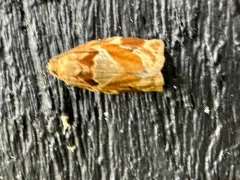 Variegated Golden Tortrix thumbnail 2