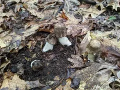 Agaricus kriegeri thumbnail 2
