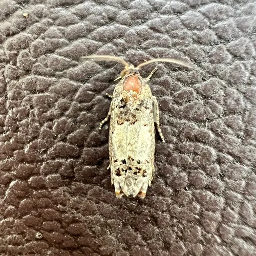 Gray-blotched Epiblema Moth