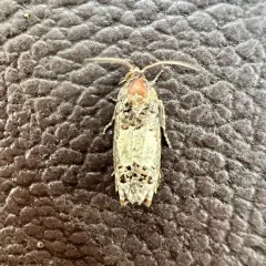Gray-blotched Epiblema Moth thumbnail 1