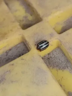 Two-banded Tortoise Beetle thumbnail 4