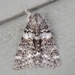 Semirelict Underwing Moth thumbnail 4