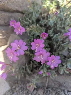 Rockfringe Willowherb thumbnail 2