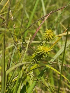 Greenstar Sedge thumbnail 2