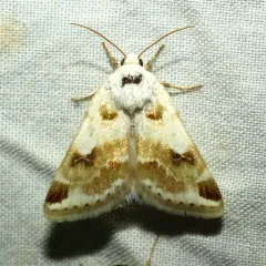Rabbitbush Flower Moth thumbnail 4