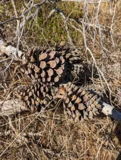 knobcone pine thumbnail 4