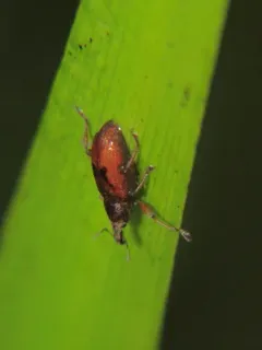 Listronotus appendiculatus thumbnail 4