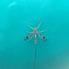 Long-tailed Giant Ichneumonid Wasp