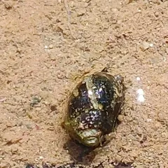 Eastern Mudsnail thumbnail 3