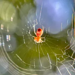 White Micrathena thumbnail 3