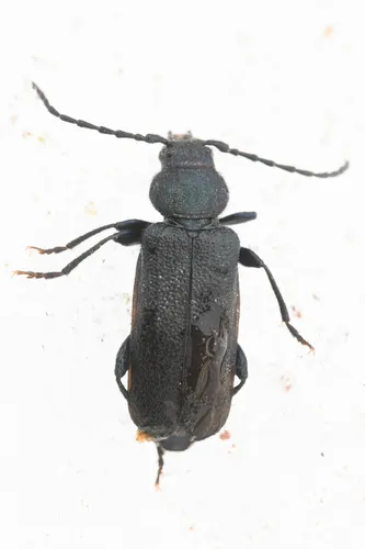 Callidium cicatricosum