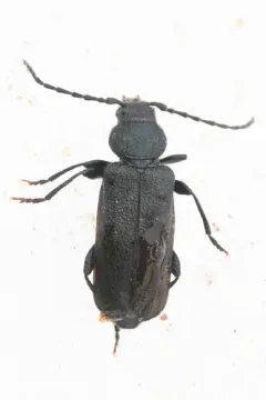 Callidium cicatricosum thumbnail 1