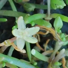 canada sand-spurry thumbnail 4