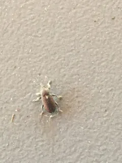 Tychius cuprifer thumbnail 2