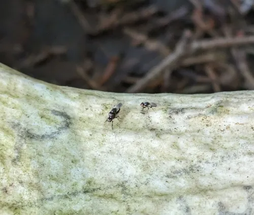 Antler Fly