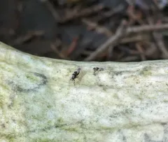 Antler Fly thumbnail 1