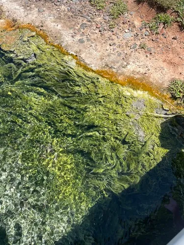 Chloroflexus aurantiacus