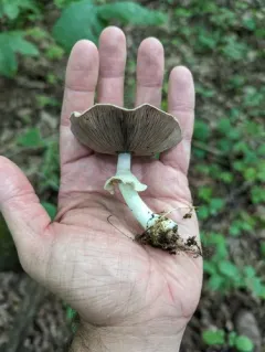 Agaricus leptocaulis thumbnail 3
