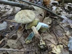 Caloboletus inedulis thumbnail 4