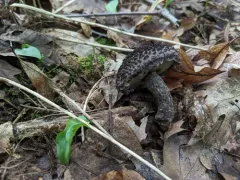 Strobilomyces confusus thumbnail 1